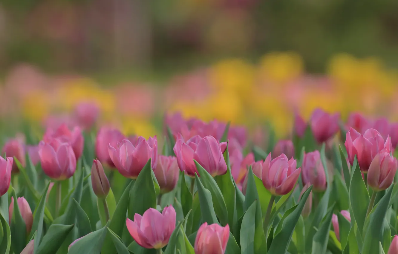 Photo wallpaper flowers, tulips, pink, bokeh