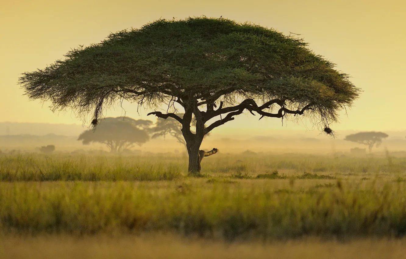 Photo wallpaper Africa, Kenya, Umbrella acacia тree