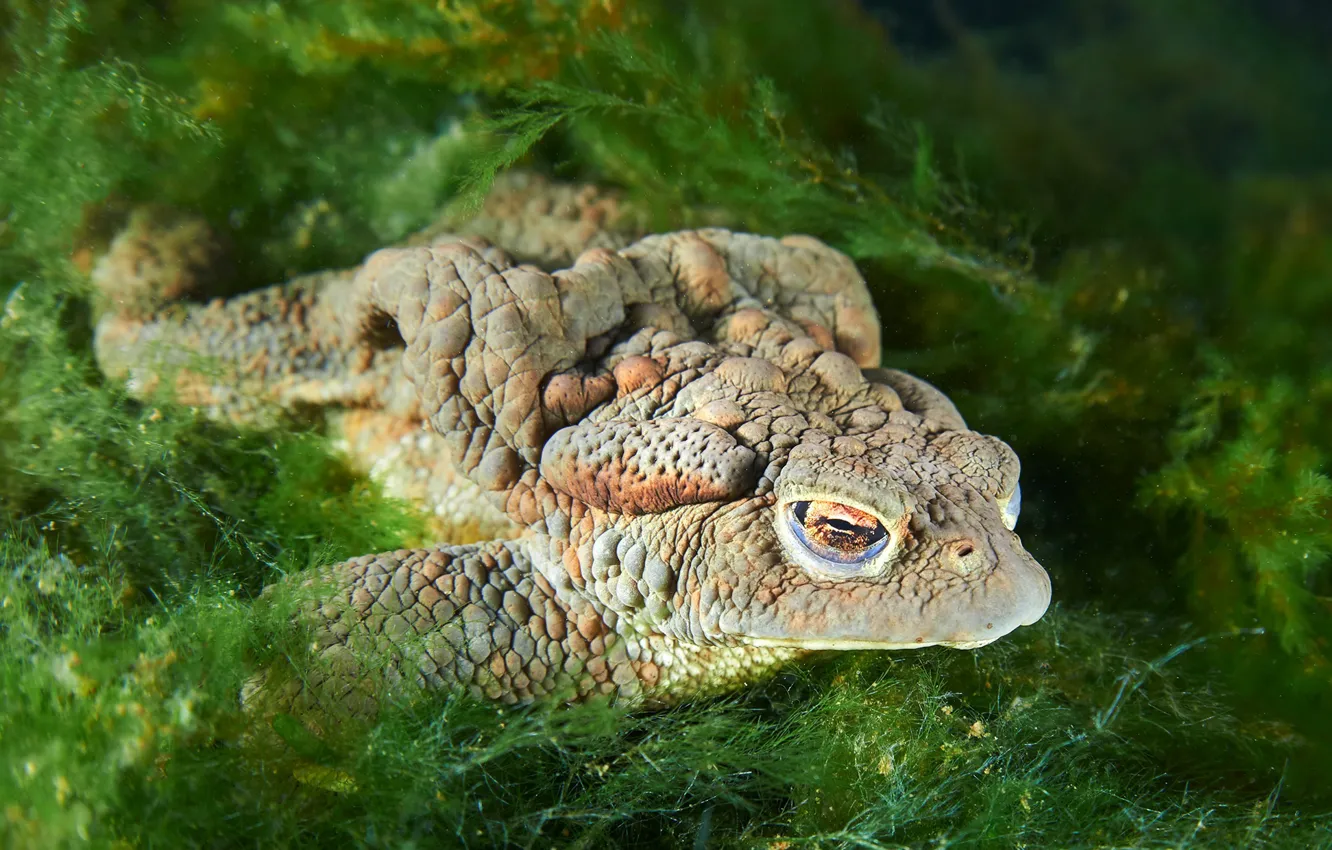 Photo wallpaper water, nature, toad