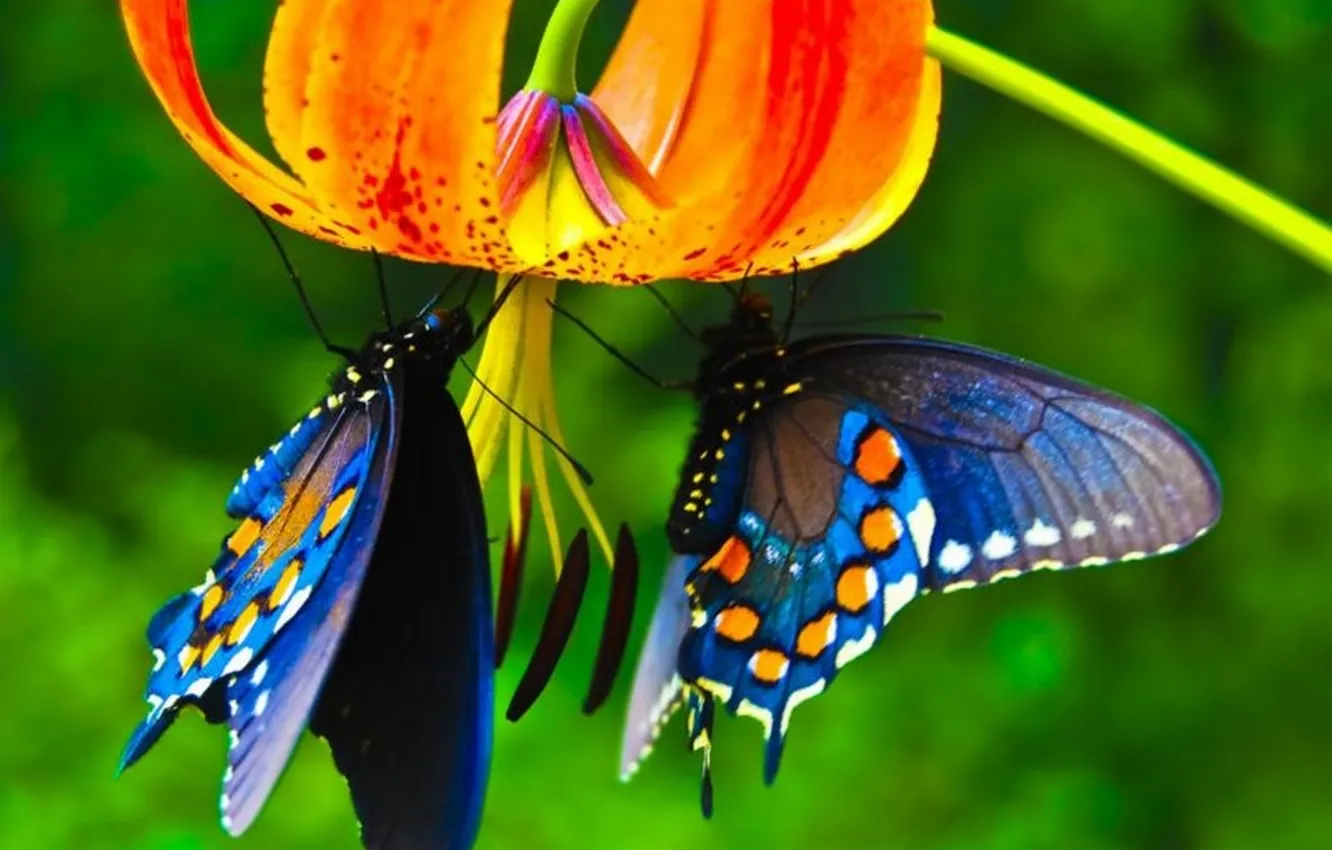 Photo wallpaper flowers, nature, butterfly