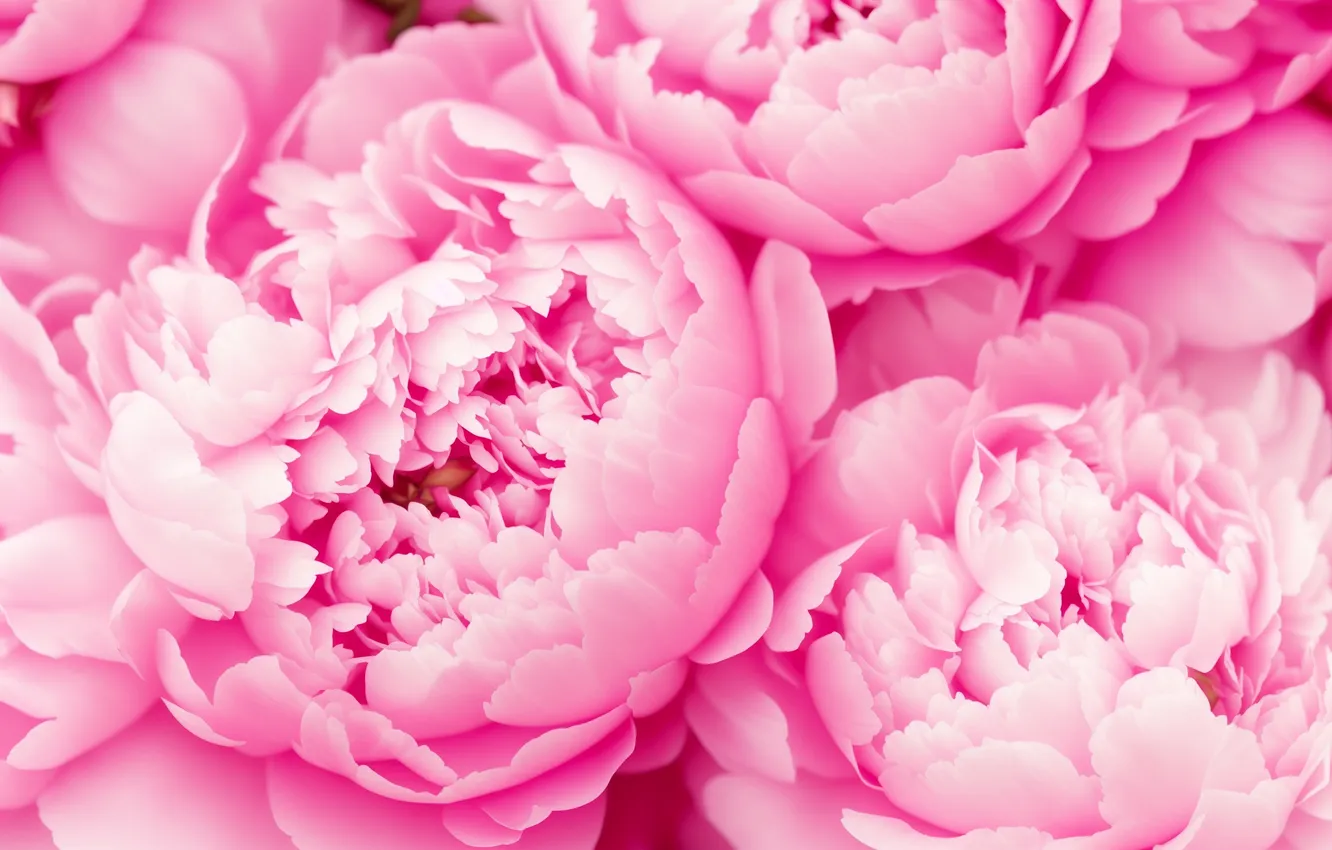 Photo wallpaper flowers, background, Wallpaper, plant, beauty, wallpaper, pink, flower