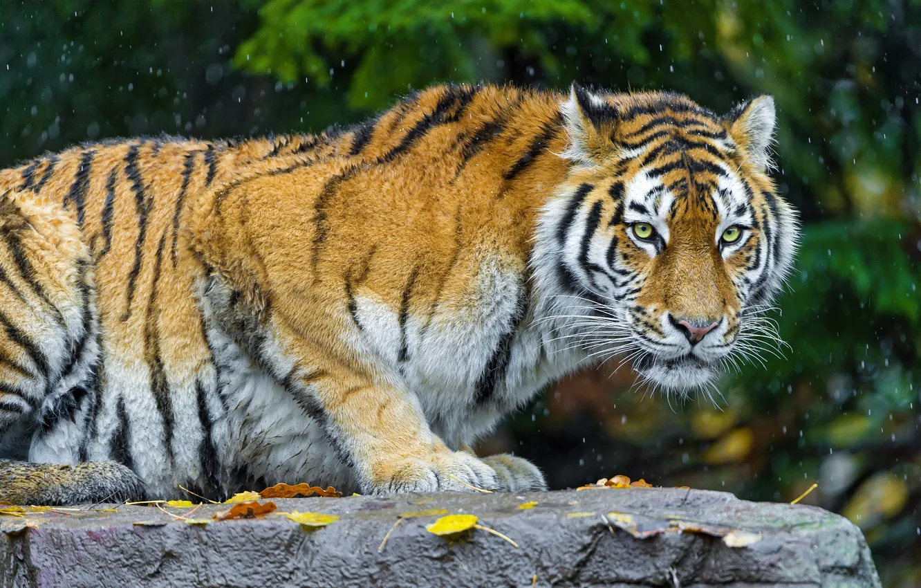 Photo wallpaper cat, leaves, snow, stones, predator, the Amur tiger
