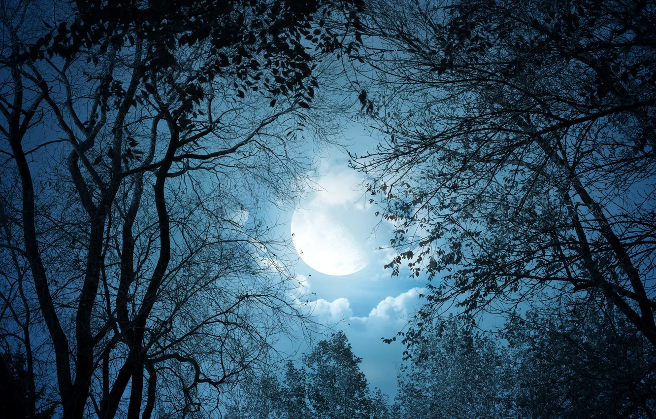 Photo wallpaper the sky, trees, night, the moon