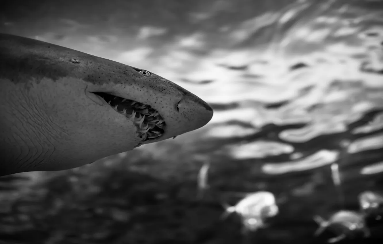Photo wallpaper water, nature, Shark