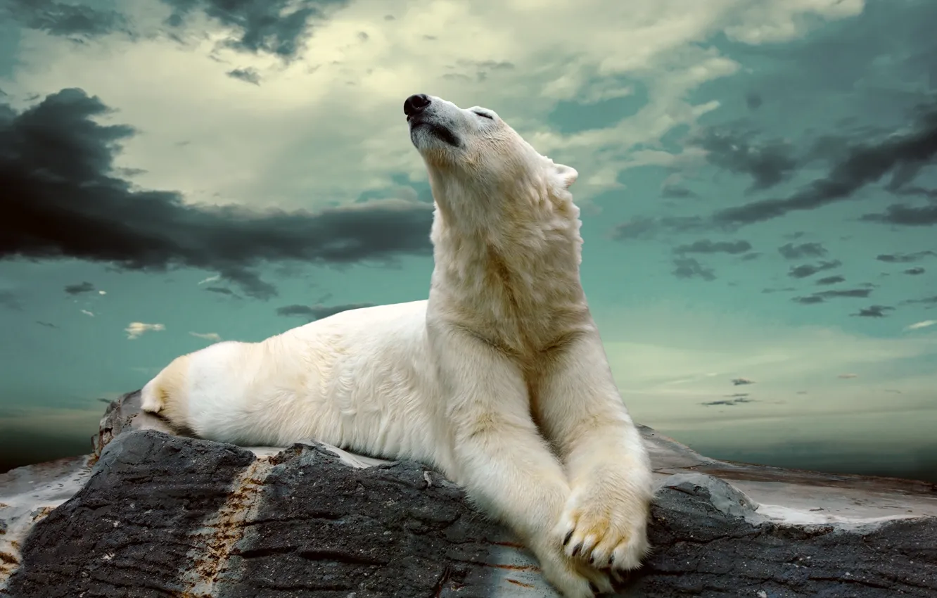 Photo wallpaper clouds, stones, beast, polar bear