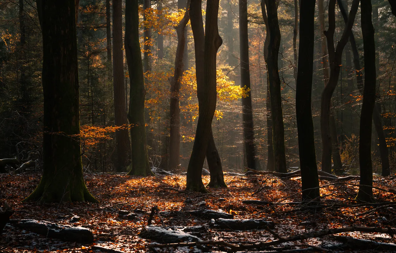 Photo wallpaper autumn, light, trees, foliage, trunk