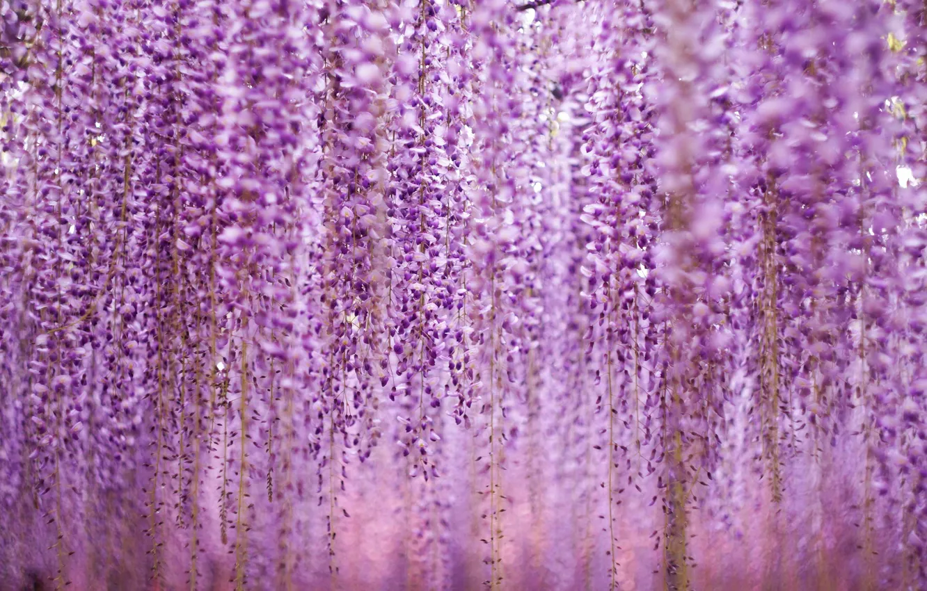 Photo wallpaper purple, flowers, flowers, violet
