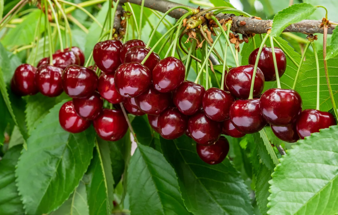 Photo wallpaper leaves, branches, cherry, berries, cherry