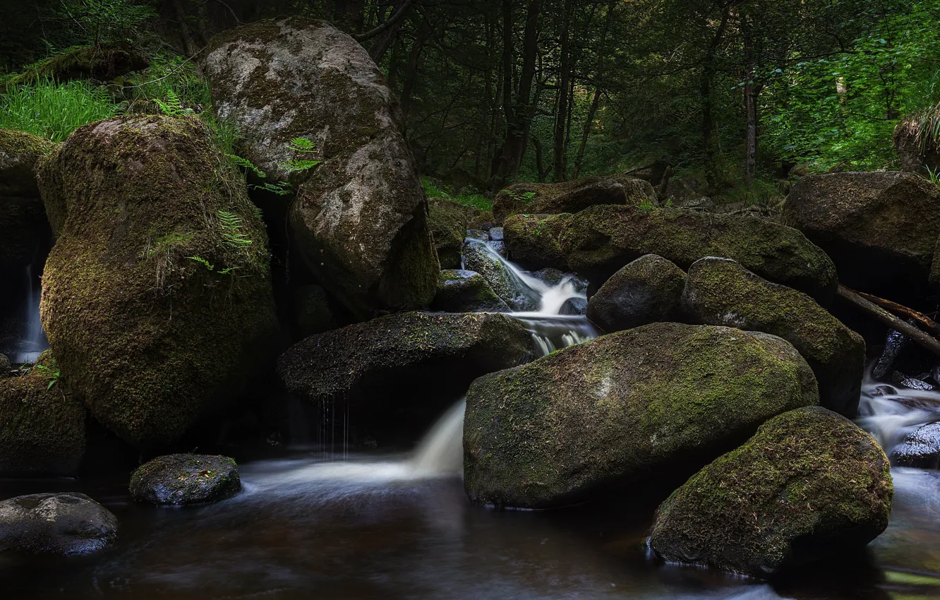 Photo wallpaper forest, stream, stones, moss, stream