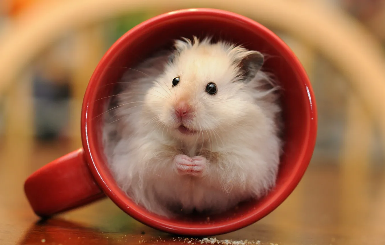 Photo wallpaper red, hamster, muzzle, mug, rodent, hamster, in a mug