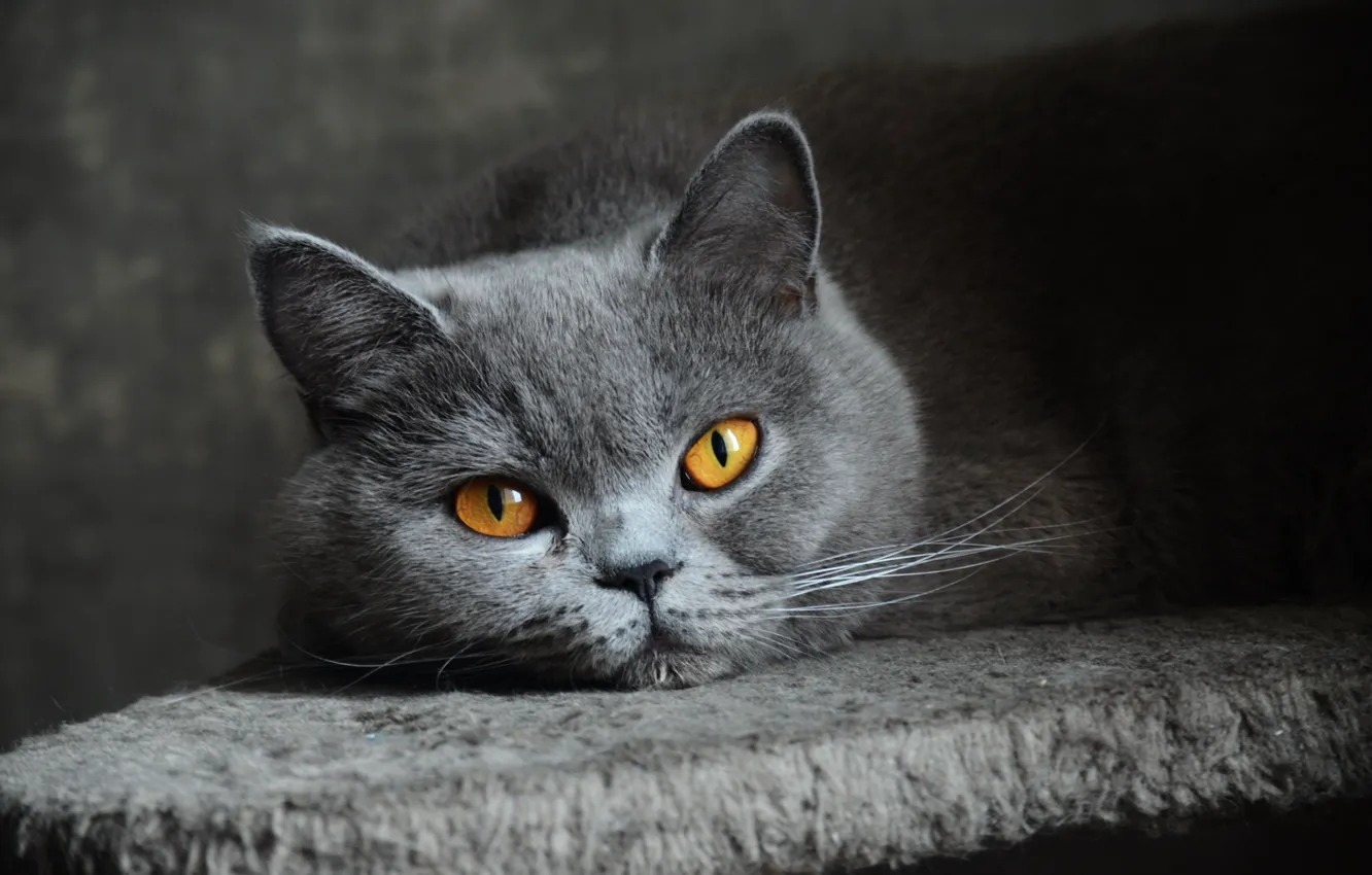 Photo wallpaper cat, eyes, look, grey, blue, British, Shorthair