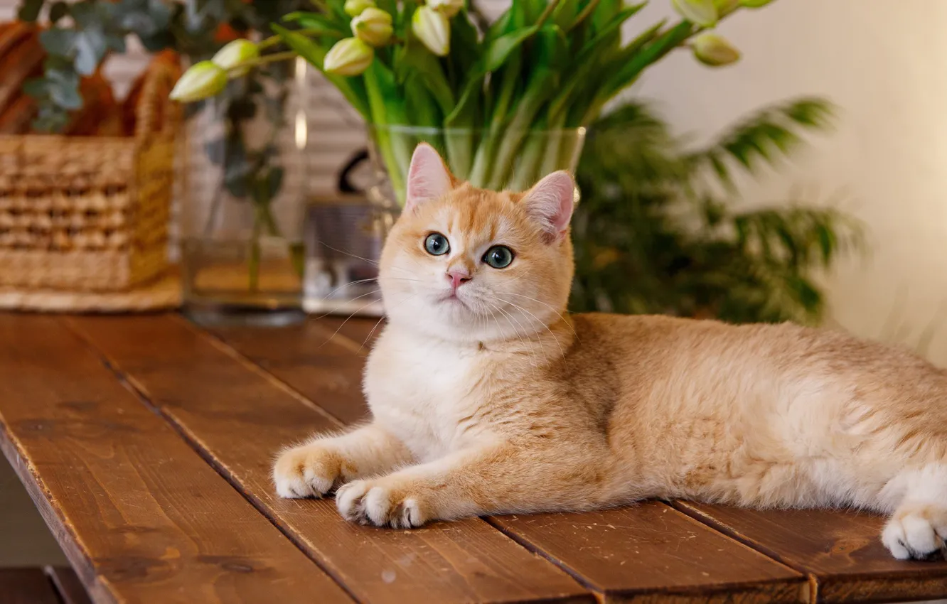 Photo wallpaper cat, look, flowers, table