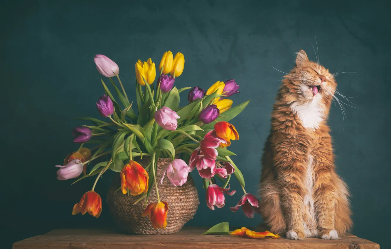 Photo wallpaper cat, cat, flowers, tulips