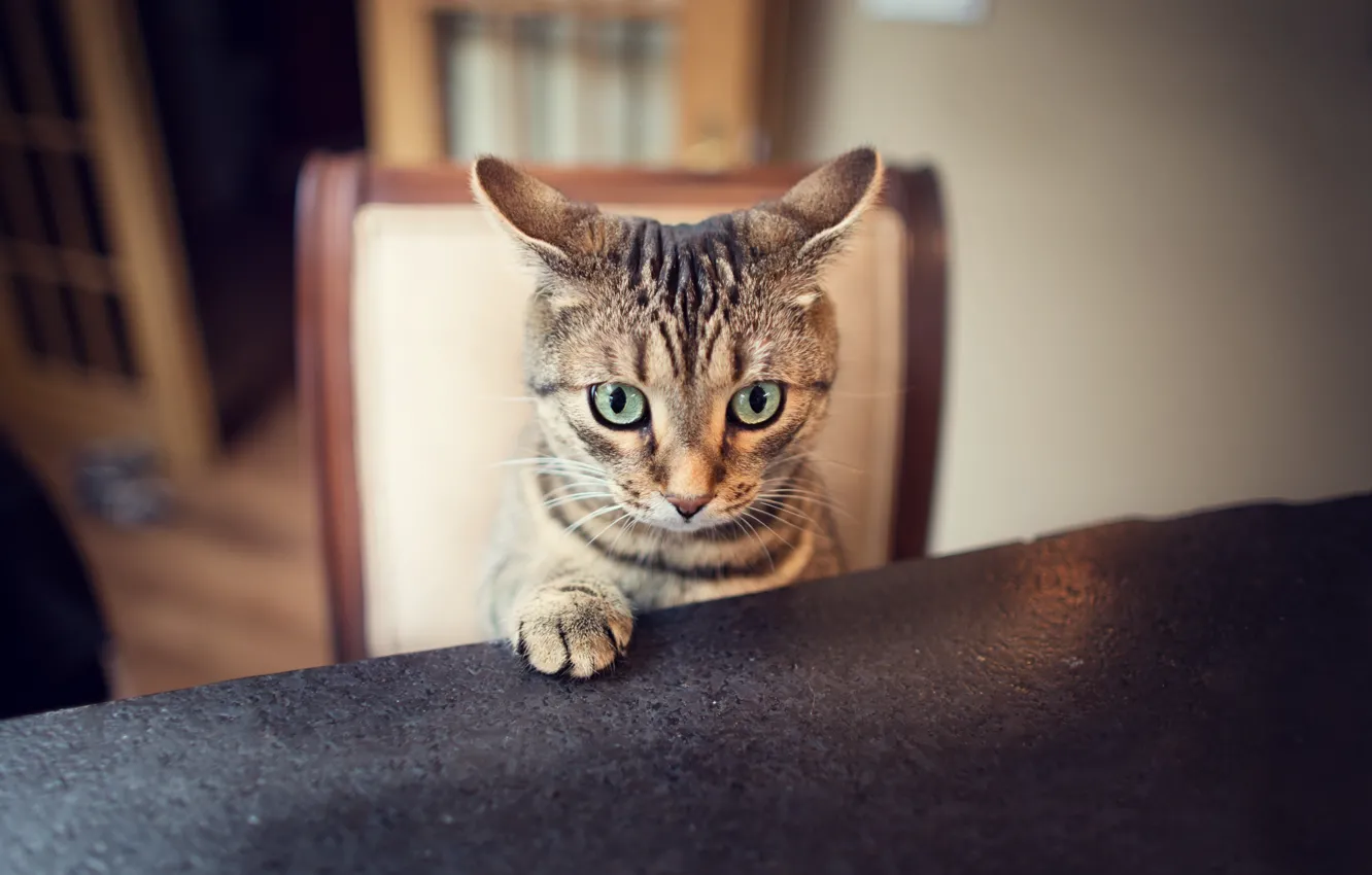 Photo wallpaper cat, look, paw, ears, ears