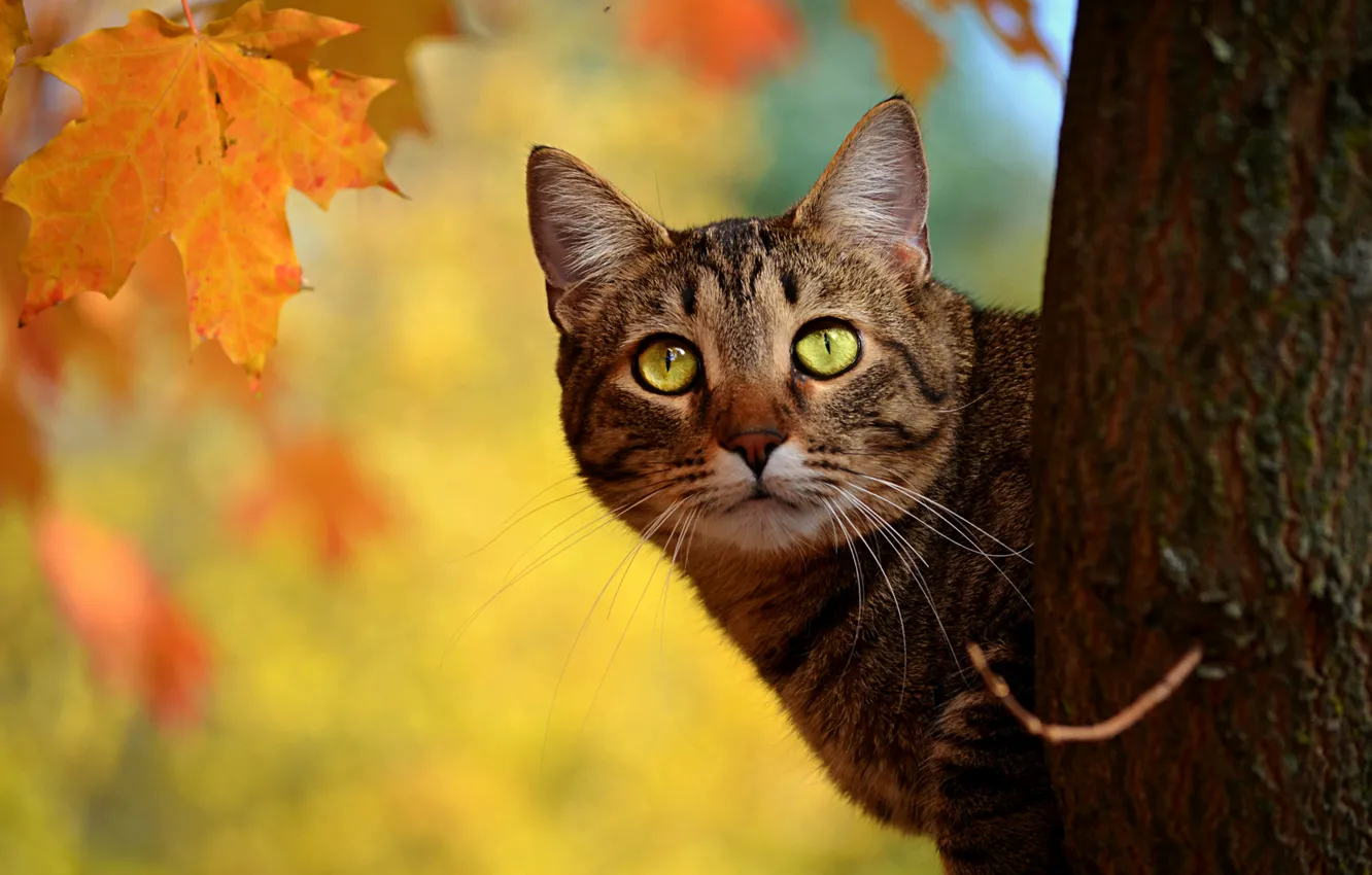 Photo wallpaper autumn, cat, leaves, tree, yellow, trunk, maple, Peeps