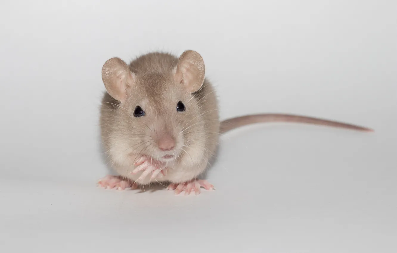 Photo wallpaper animal, cute, light background, rat