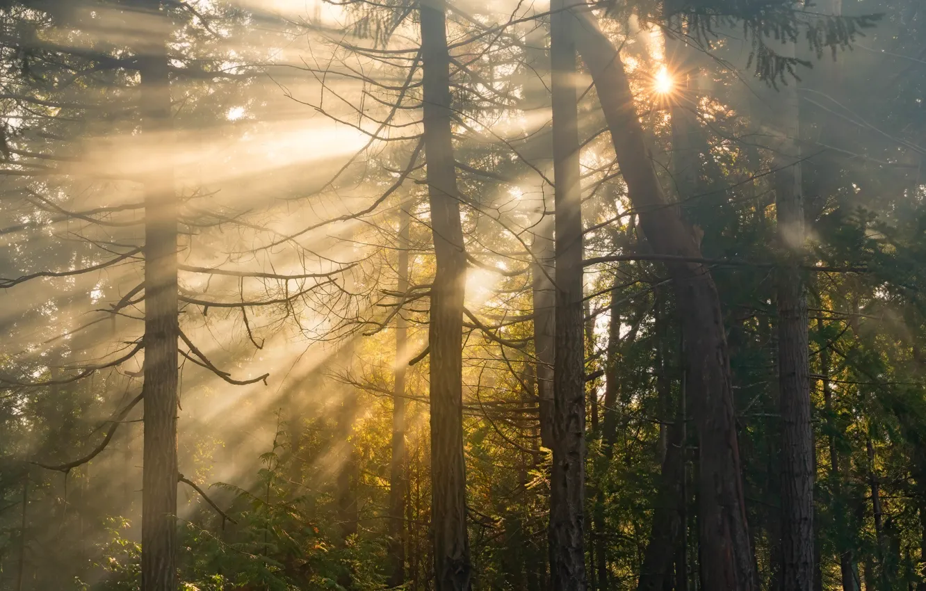 Photo wallpaper forest, the sun, rays, light, trees, fog, morning, haze