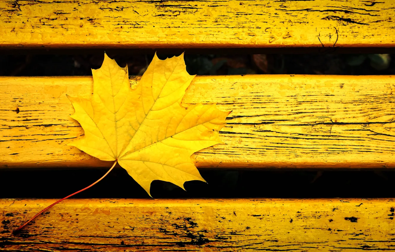Photo wallpaper autumn, leaves, bench, yellow, background, mood, color, yellow leaf