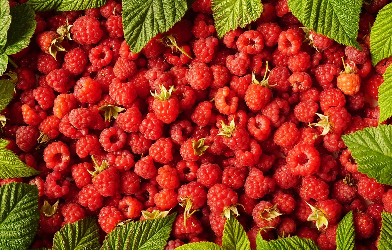 Photo wallpaper leaves, berries, raspberry, harvest, placer, a lot