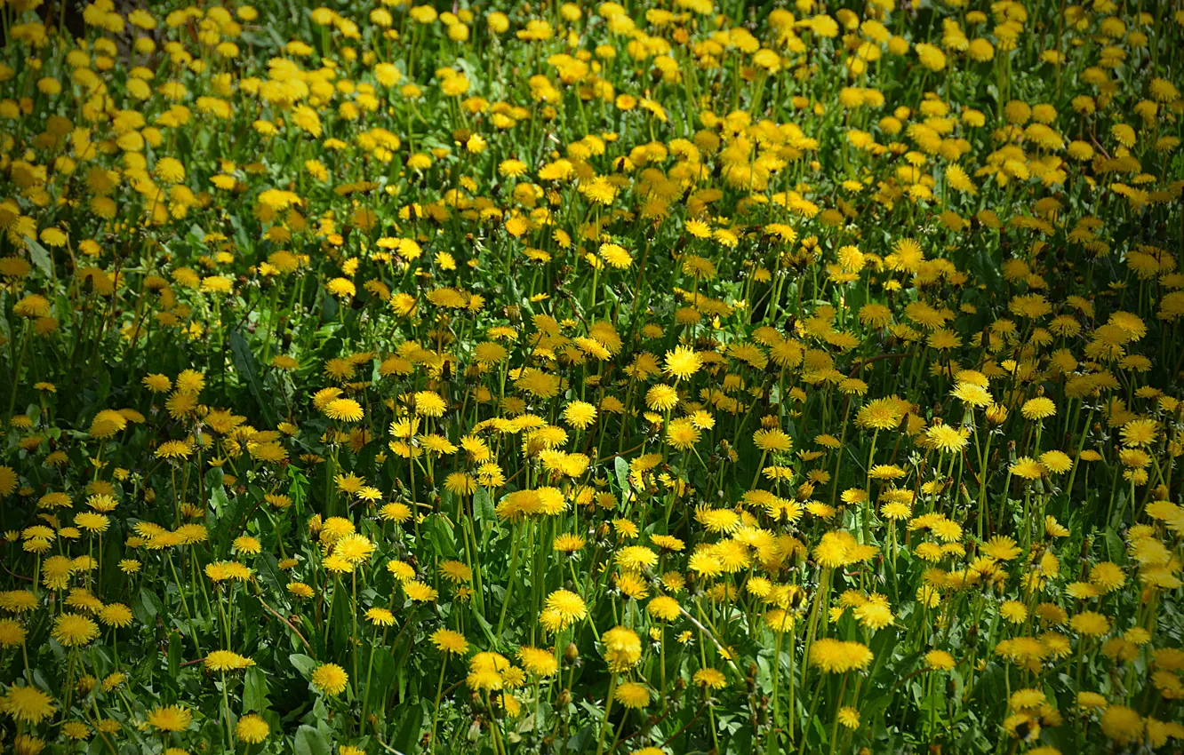 Photo wallpaper Field, flowers, field, yellow, yellow, flowers