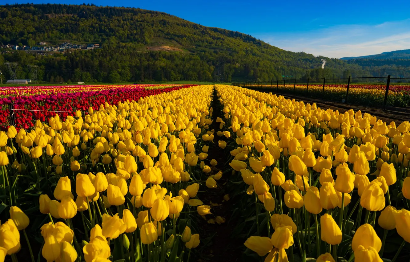 Photo wallpaper field, flowers, spring, tulips, plantation