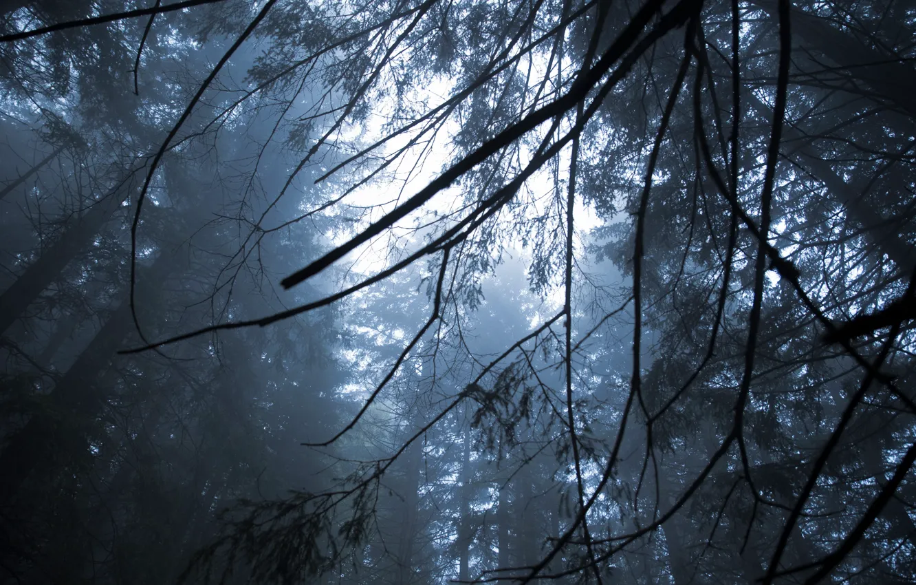 Photo wallpaper forest, the sky, trees, branches, nature, fog