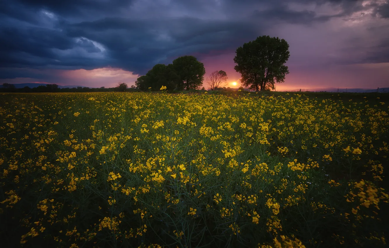 Photo wallpaper field, the sky, clouds, landscape, sunset, flowers, nature