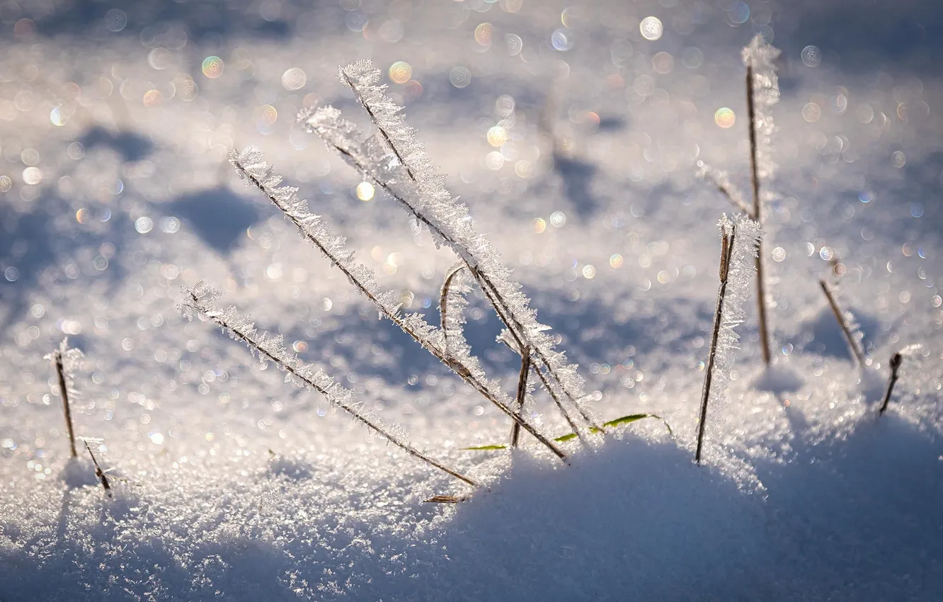 Photo wallpaper frost, snow, nature, frost