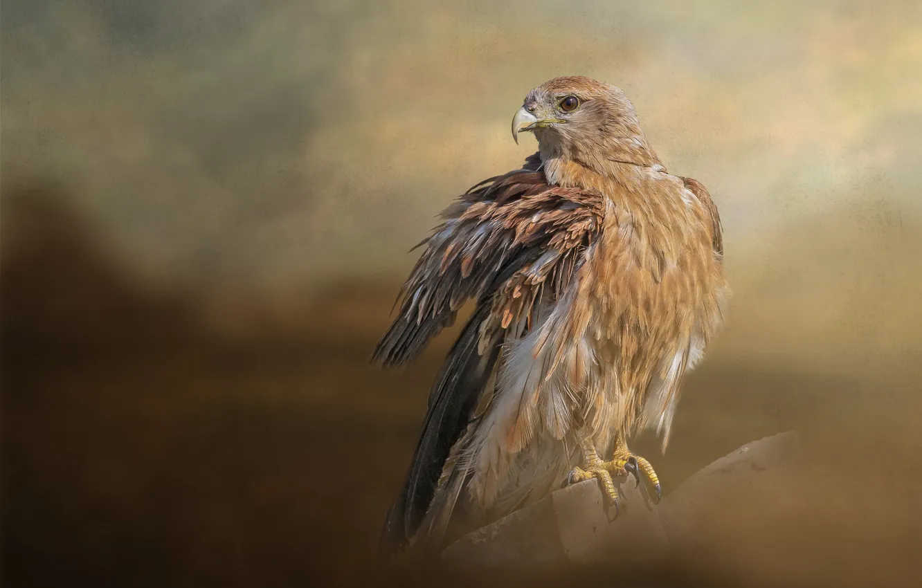 Photo wallpaper look, bird, treatment, texture, kite, predatory, beige background