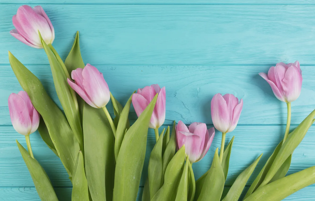 Photo wallpaper flowers, tulips, Board, pink, fresh, wood, pink, flowers