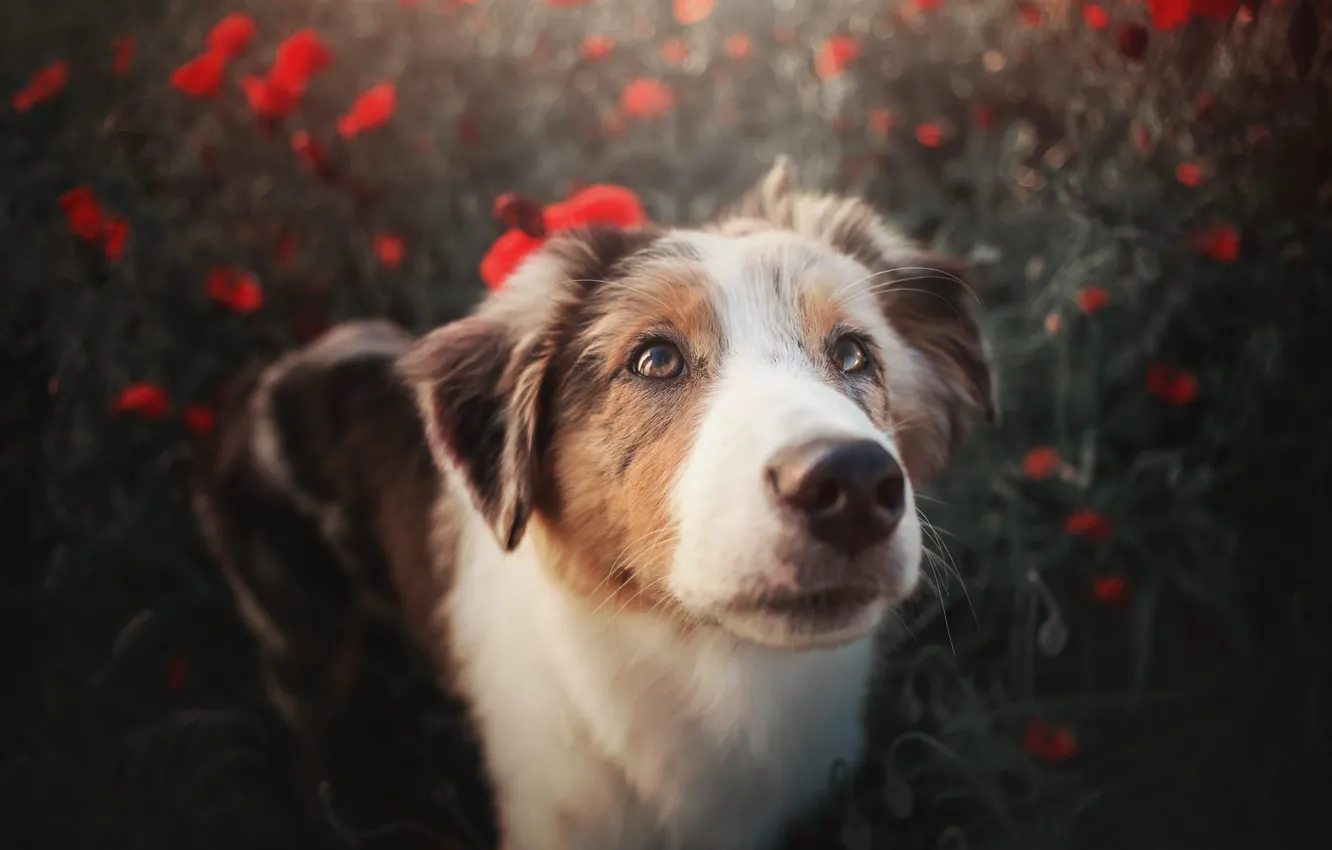 Photo wallpaper face, Maki, dog, Aussie