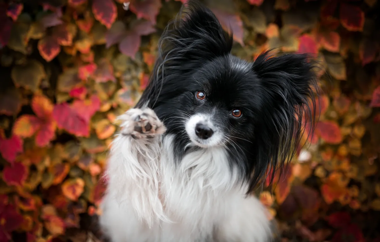 Photo wallpaper autumn, leaves, pose, background, foliage, portrait, dog, paws