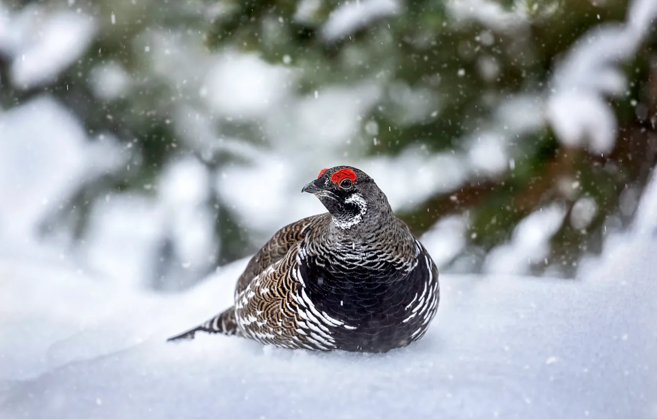 Photo wallpaper winter, snow, branches, bird, snowfall, grouse