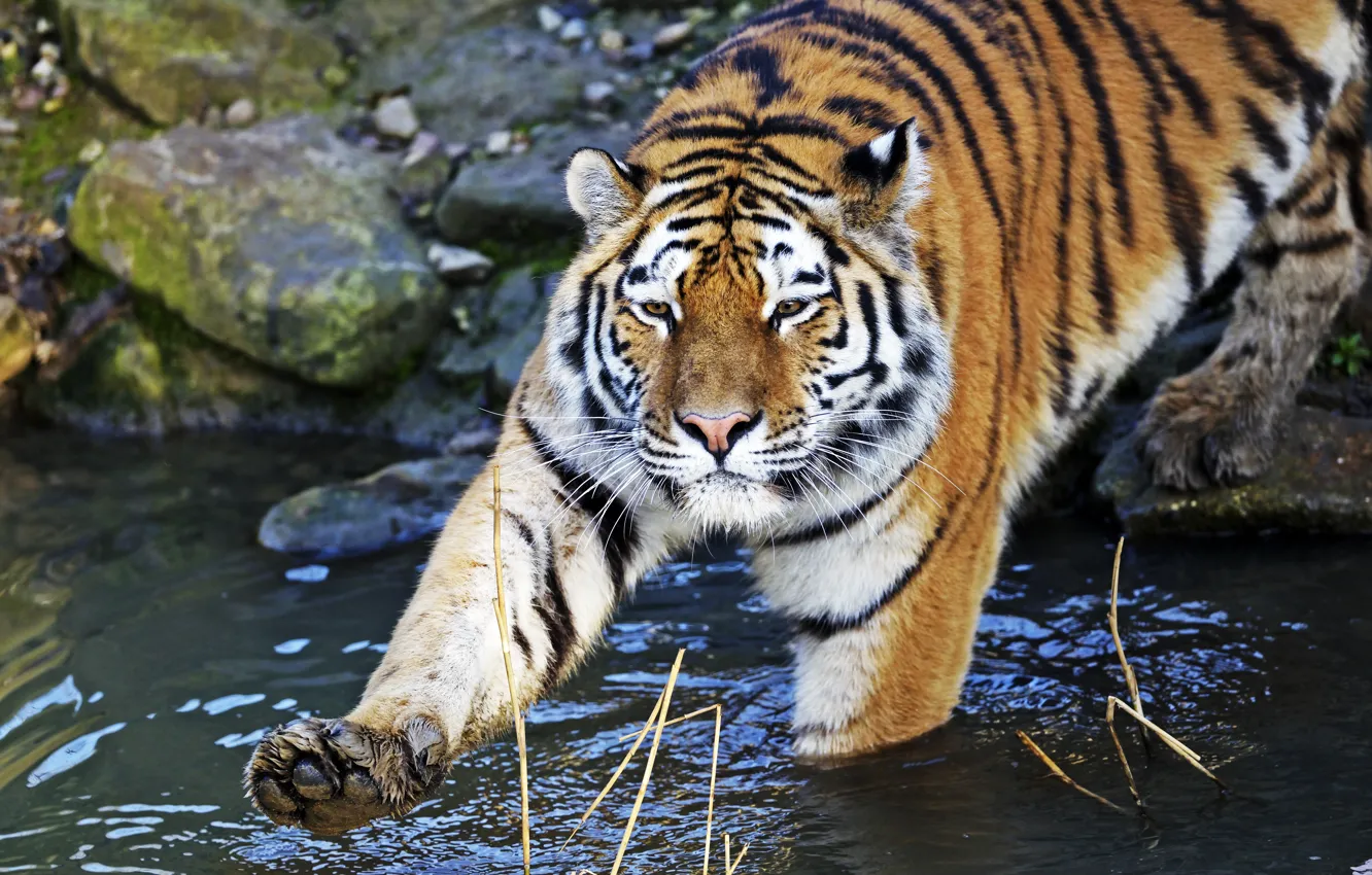 Photo wallpaper cat, water, tiger, paws, bathing, Amur