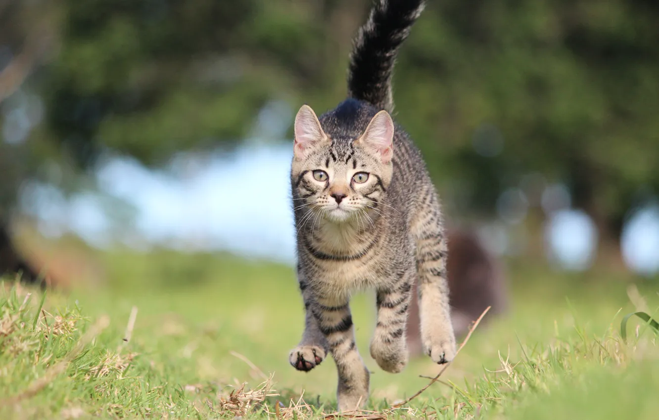 Photo wallpaper grass, glare, grey, running, kitty