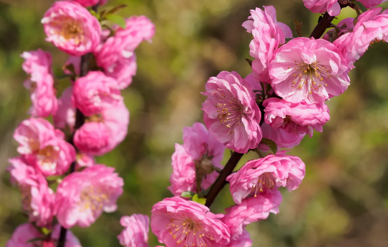 Photo wallpaper Flowers, Spring, Sakura, Flowering