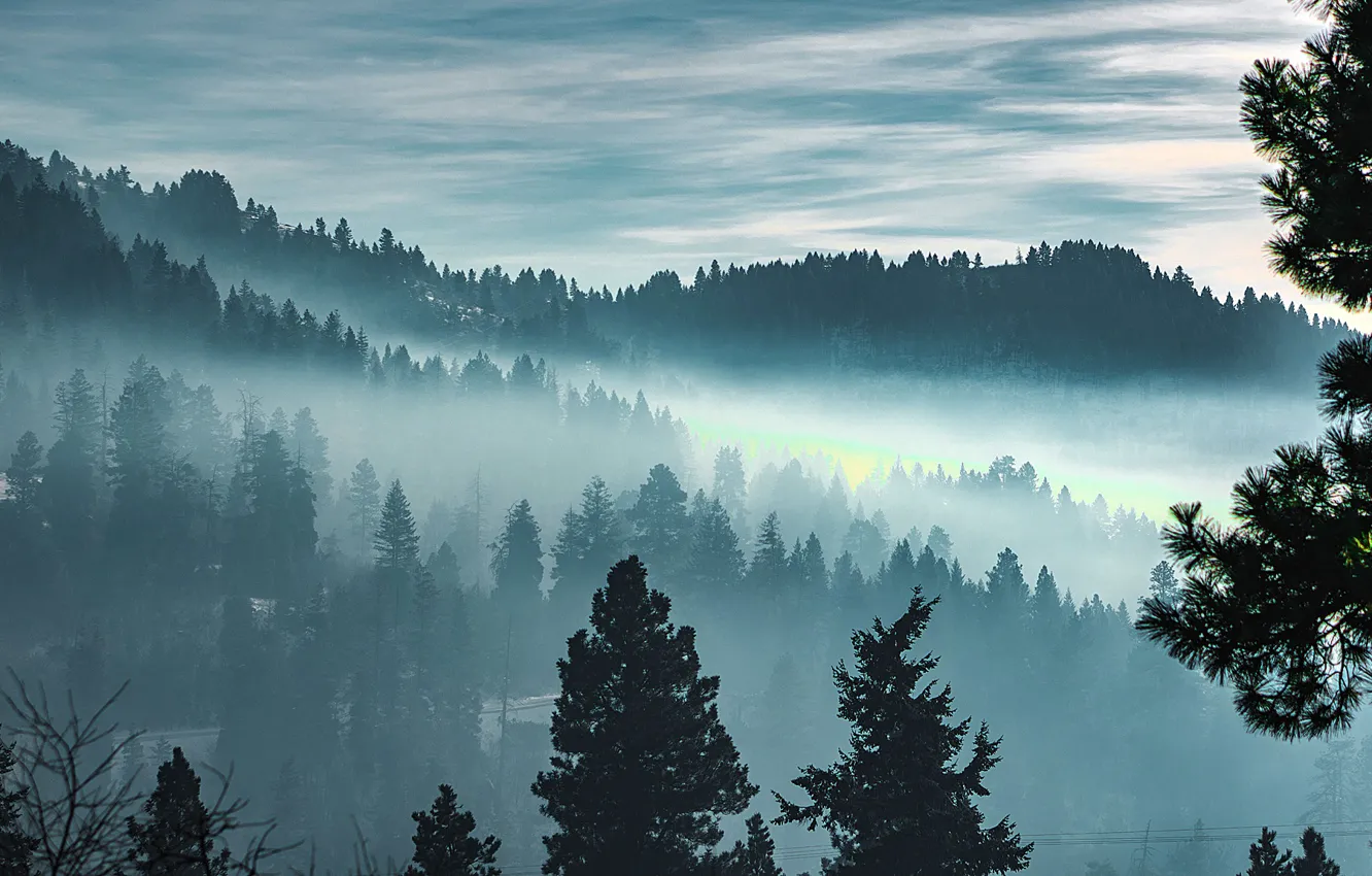 Photo wallpaper forest, trees, fog, branch, needles