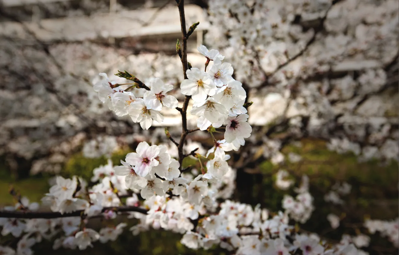 Photo wallpaper cherry, branch, spring, petals, flowering