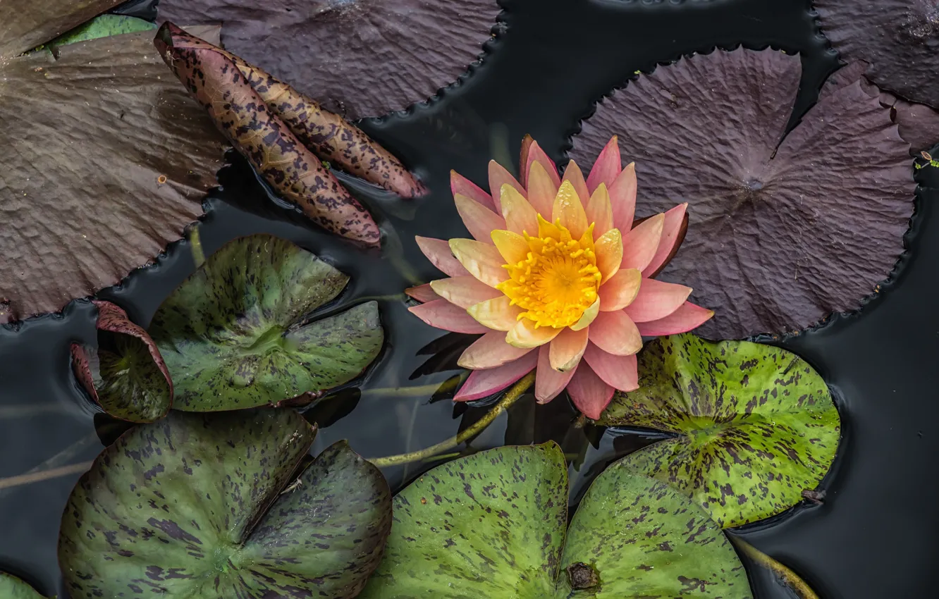 Photo wallpaper leaves, pond, water Lily