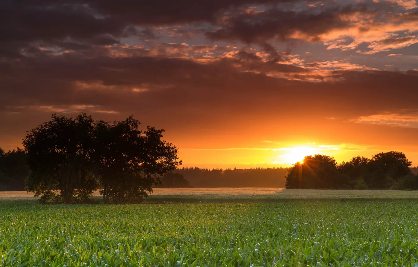 Photo wallpaper field, trees, landscape, sunset