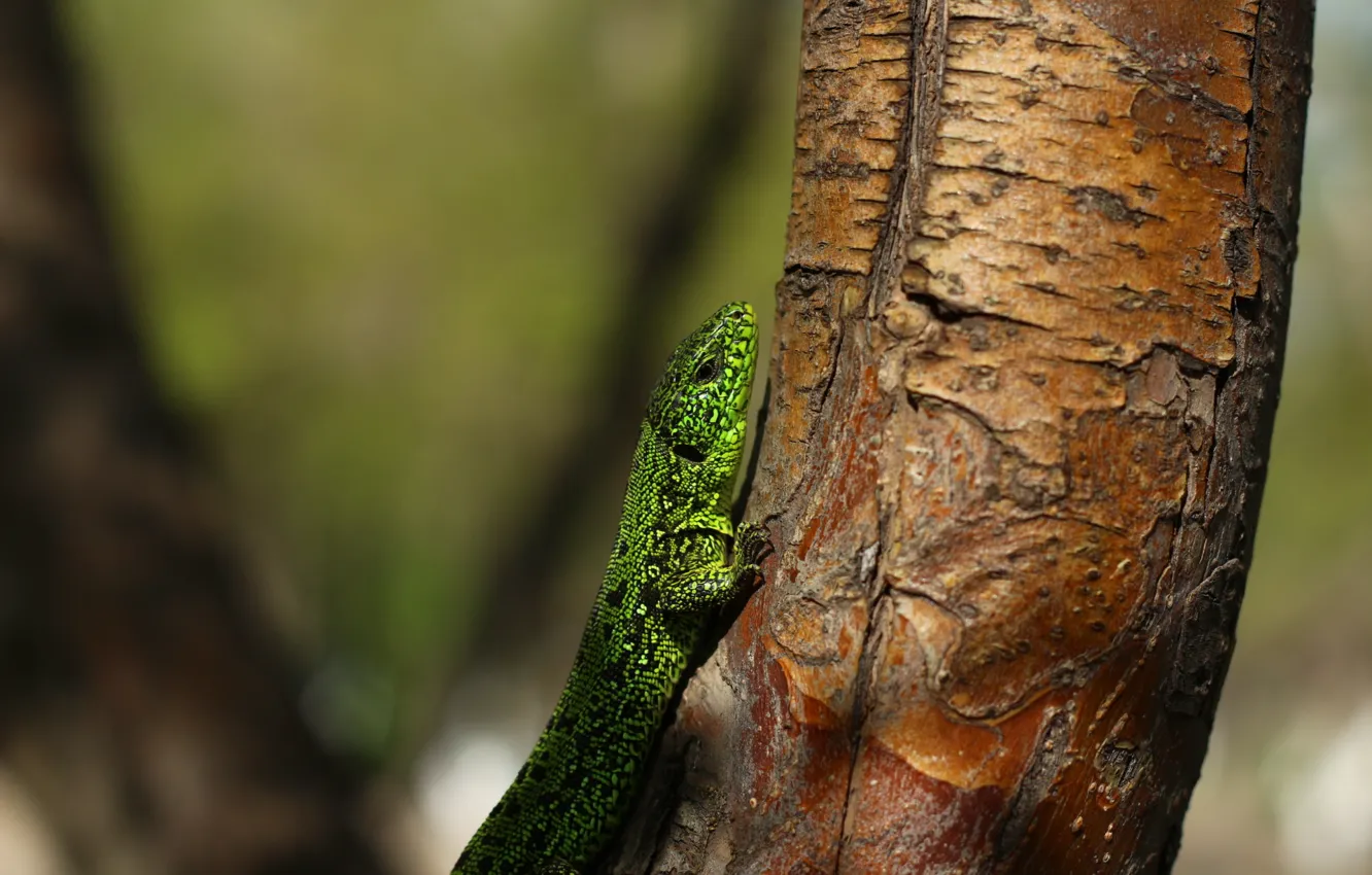 Photo wallpaper trees, animal, reptile