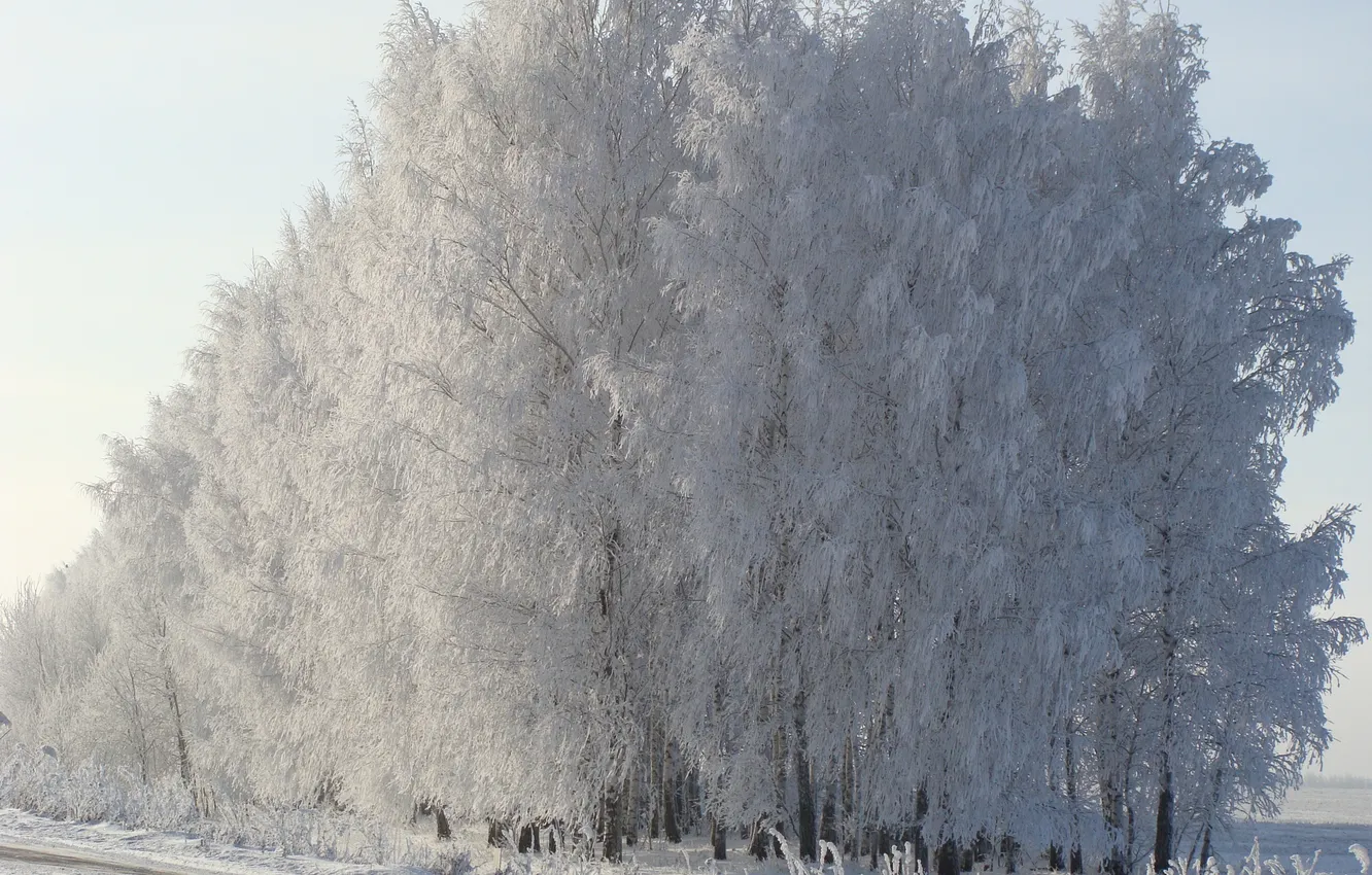 Photo wallpaper snow, morning, birch