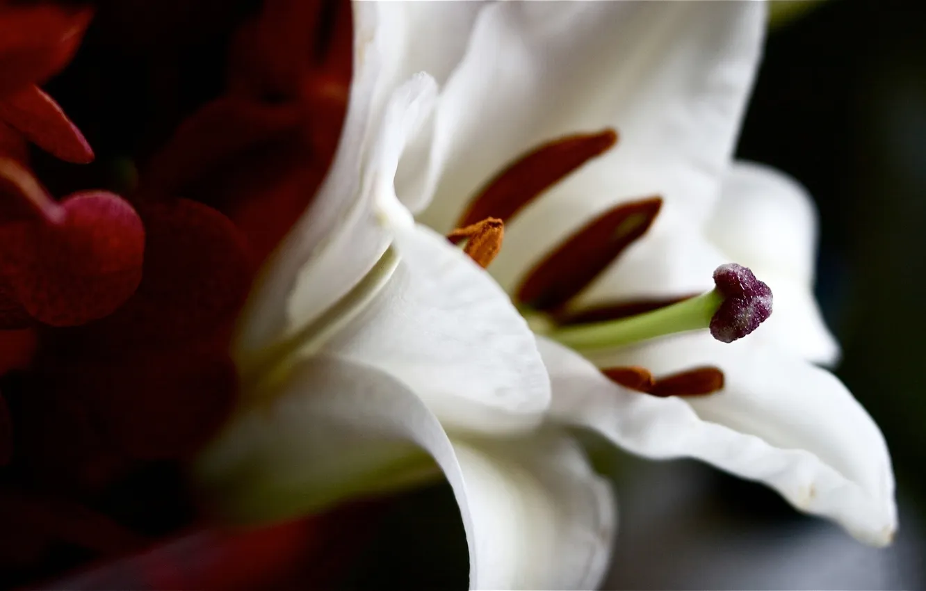 Photo wallpaper flowers, stamens, pistil, white.petals