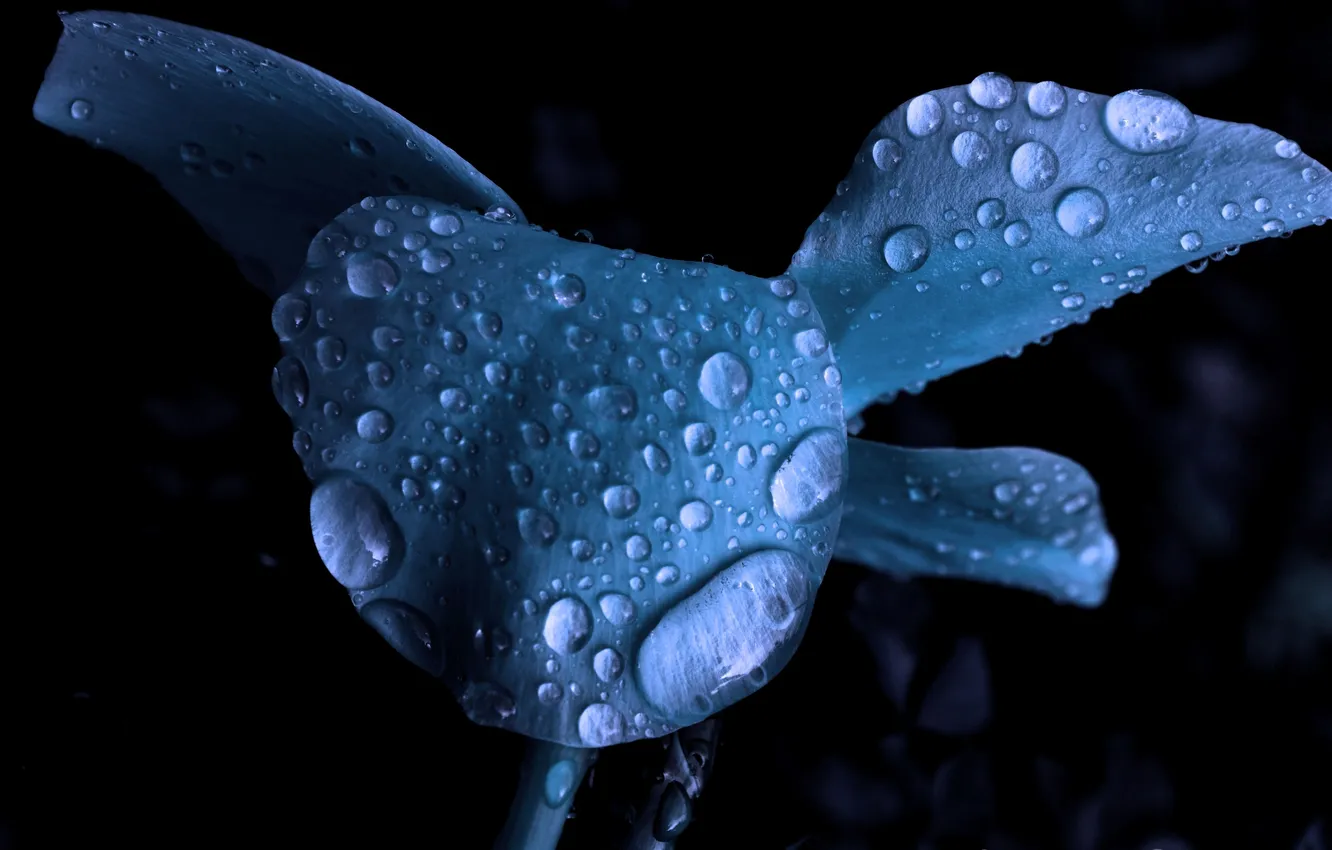 Photo wallpaper drops, macro, flowers, Rosa