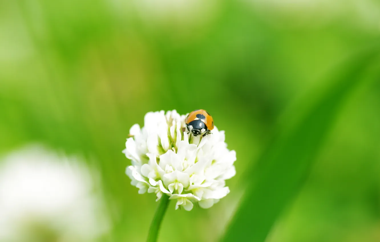 Photo wallpaper flowers, nature, color, ladybug