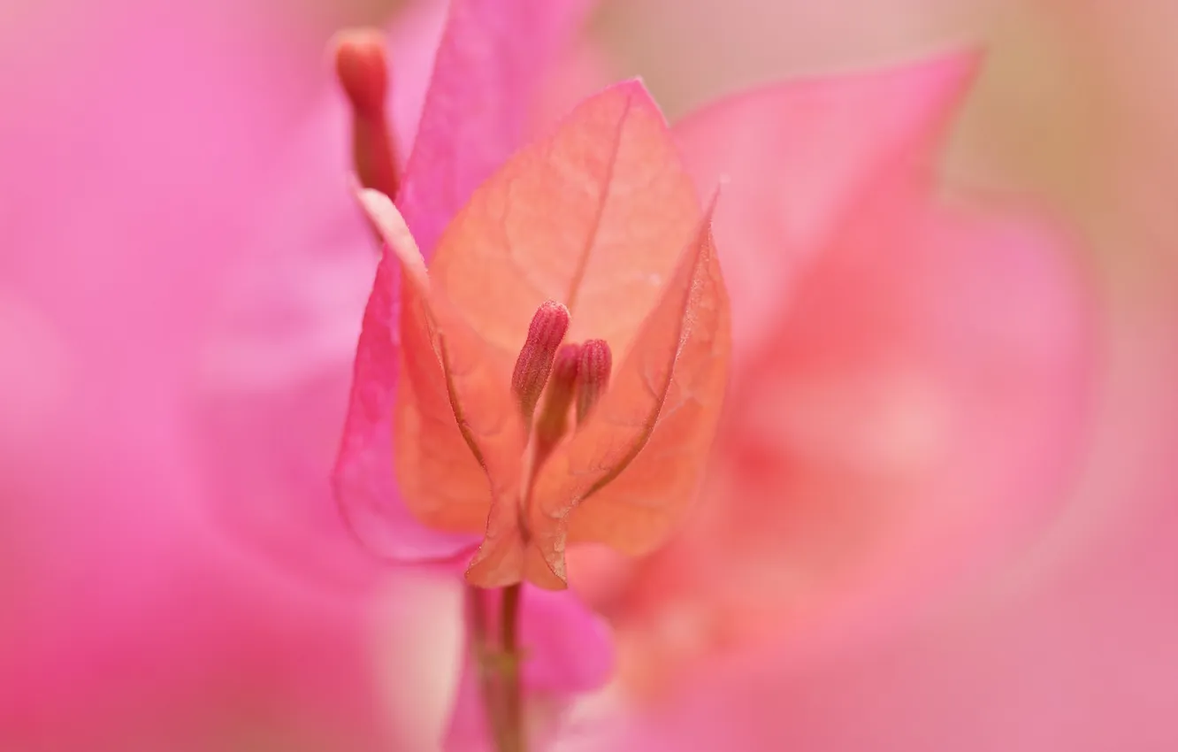 Photo wallpaper flowers, nature, plant, petals