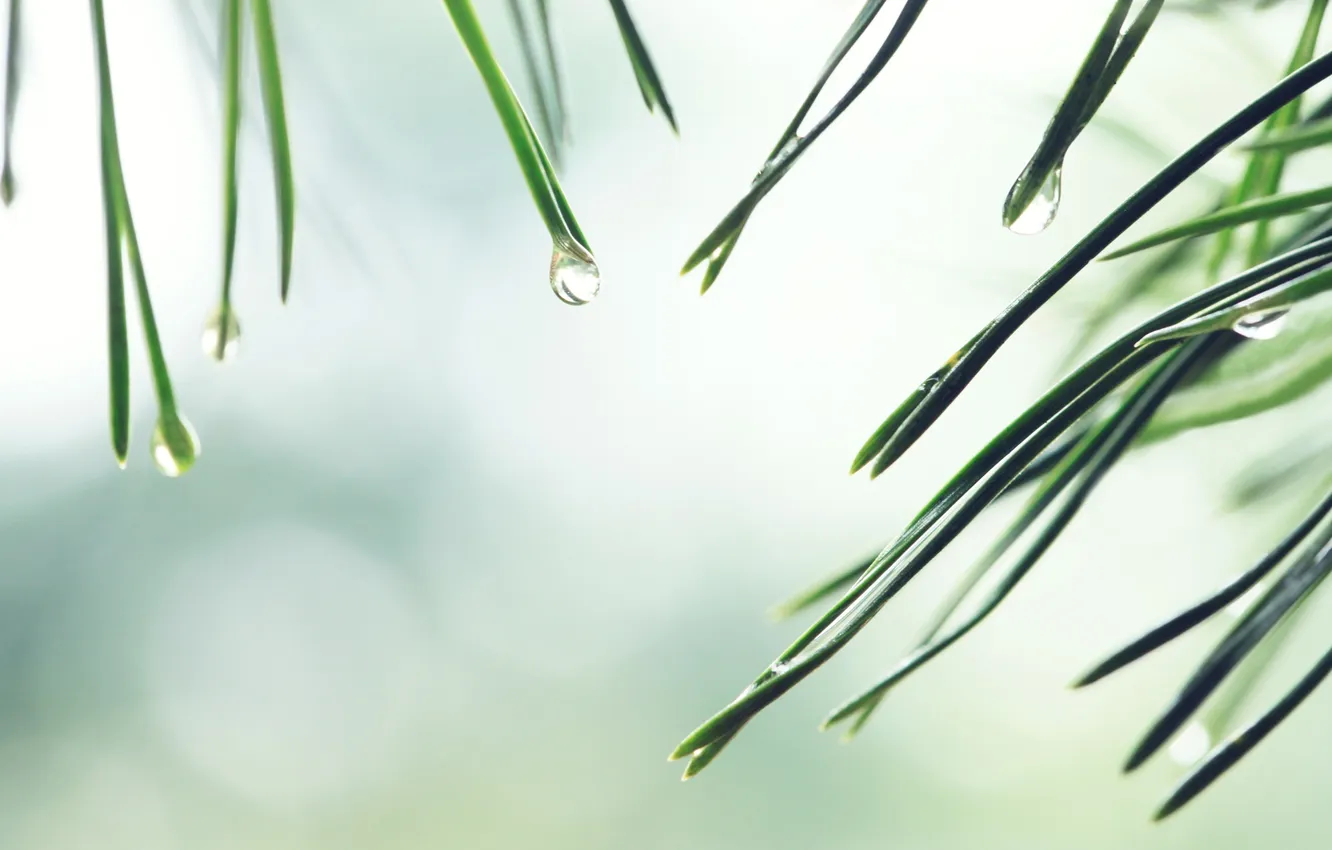 Photo wallpaper water, drops, needles, background, spruce, needles