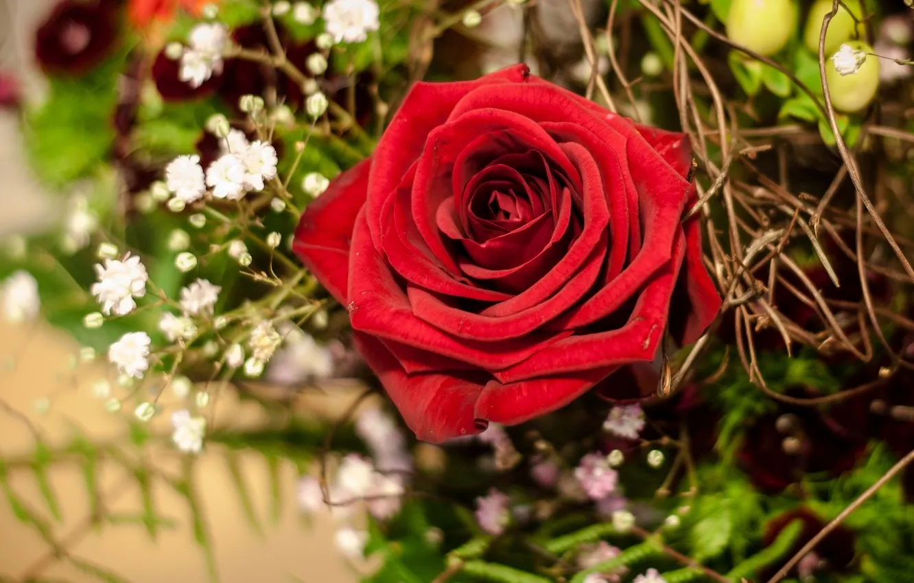 Photo wallpaper roses, buds, gypsophila