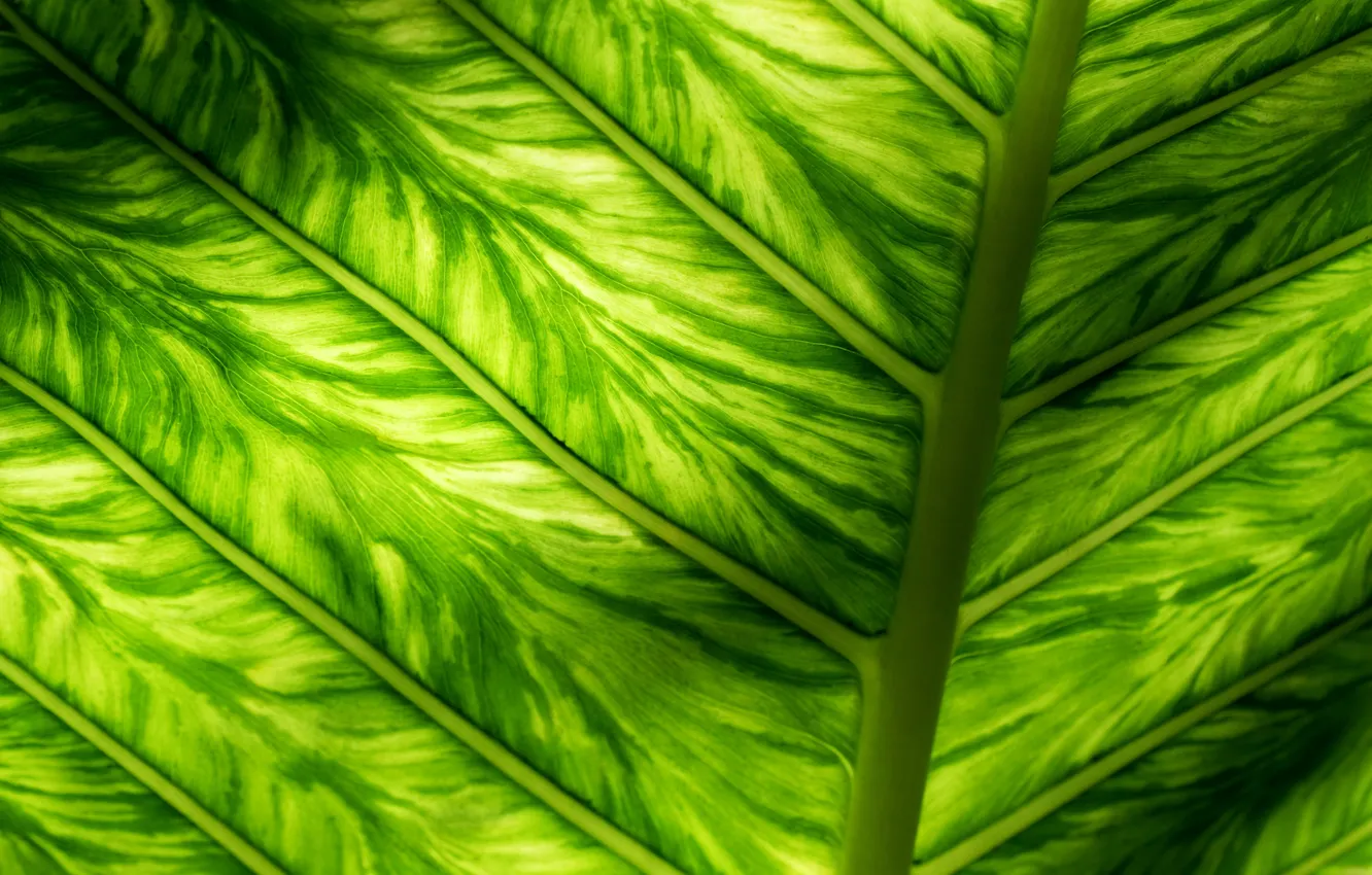 Photo wallpaper macro, light, sheet, green, background, texture, veins