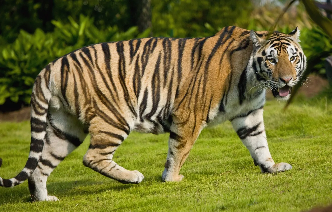 Photo wallpaper cat, nature, tiger, walk